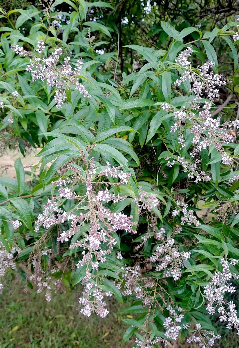 ☆Yuu★ MODERN NOTES Verbena Leaf 240ml 楽天市場】【公式直営店】MODERN NOTES リードディフューザー VERBENA